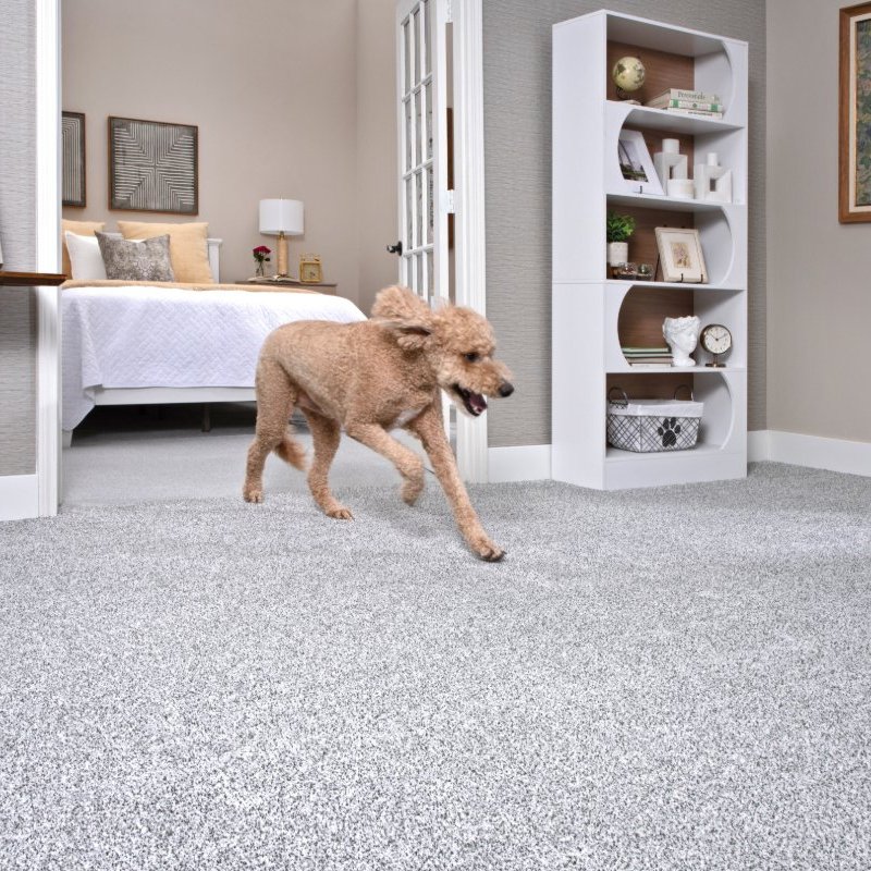 Dog running on an allergy friendly carpet